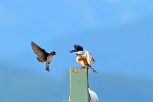 Purple Martin